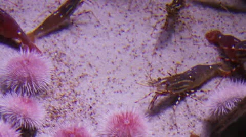 Shrimp Stock Footage 10874153