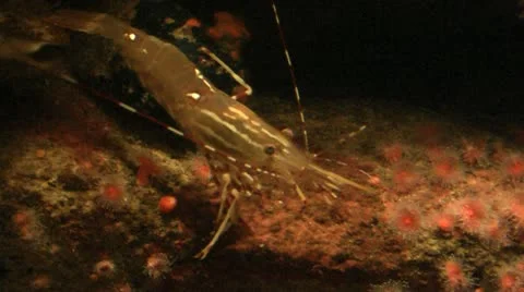 Shrimp Stock-Footage 11298239
