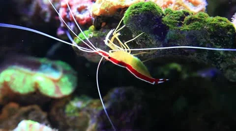 Shrimp Video stock 12396617