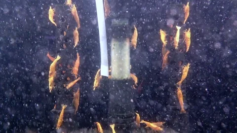 Shrimp Stock Footage 71581097
