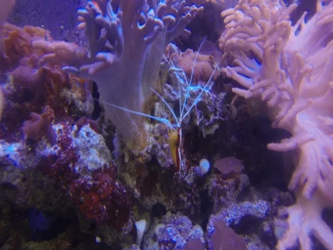 Shrimp Stock Footage 77336456