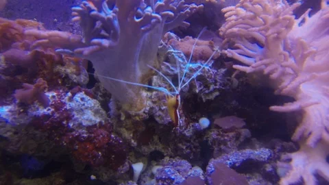 Shrimp Stock Footage 107175245