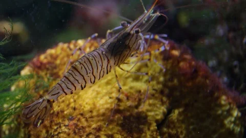 Shrimp Video stock 111188785