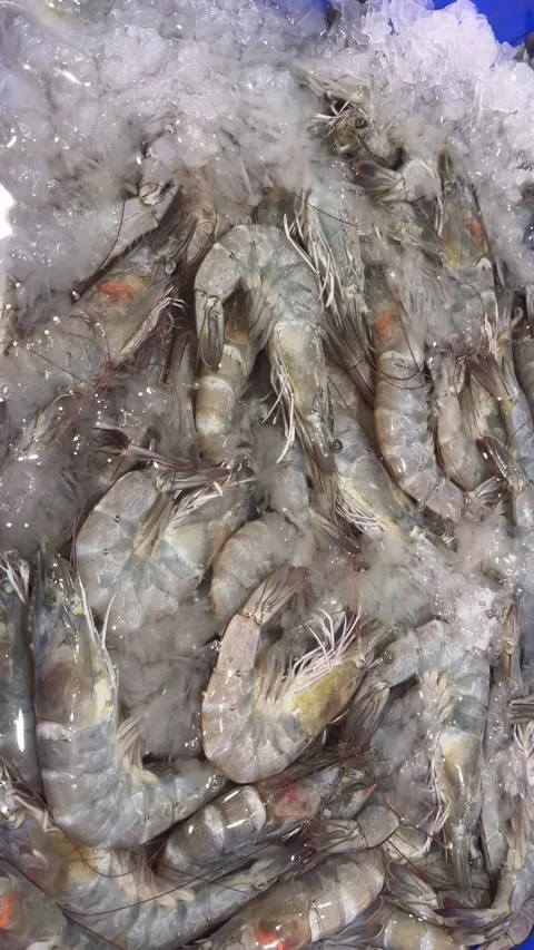 Shrimp Stock Footage 338149353