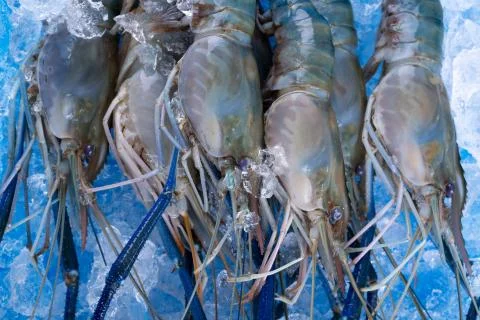 Shrimp fresh Stock Photos