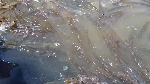 Shrimp gathered in the corner of the pool with shallow water Stock Footage 234693301