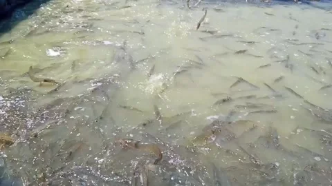 Shrimp gathered in the corner of the pool with shallow water Stock Footage 234693322