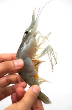 Shrimp on hand Stock Photos