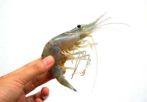 Shrimp on hand Foto stock
