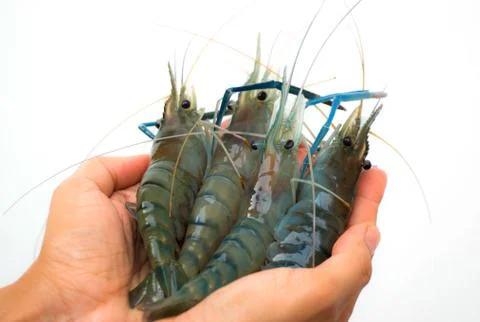 Shrimp on hand Stock Photos