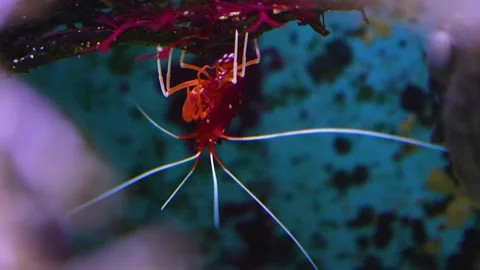  A shrimp hanging  Stock Footage 267614630