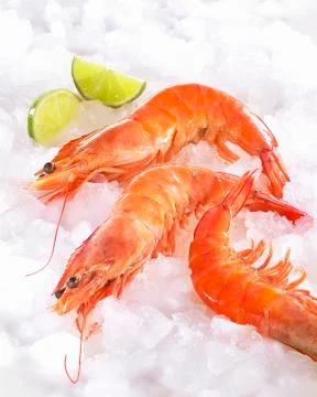 Shrimp on ice Stock Photos