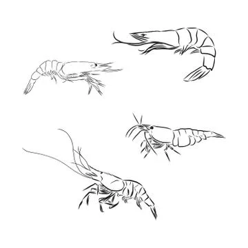 Shrimp icon. Shrimp in vector Isolated on white background. shrimp vector ske Stock Illustration