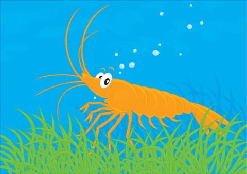 Shrimp Stock Illustration
