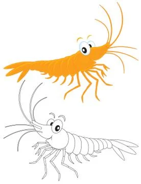 Shrimp Stock Illustration
