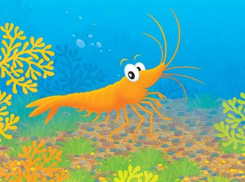 Shrimp Stock Illustration