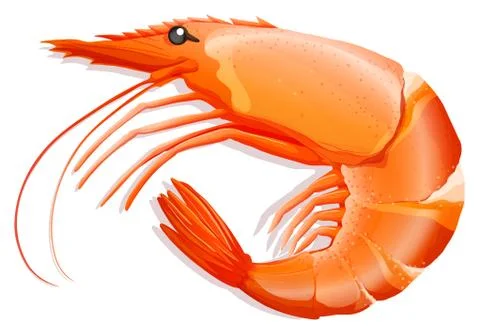 Shrimp Stock Illustration