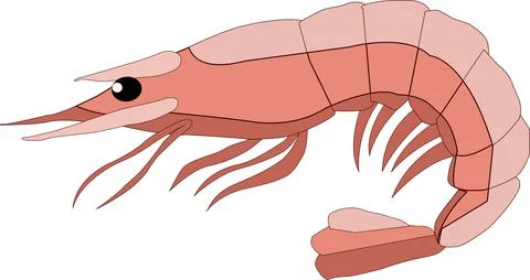 Shrimp Stock Illustration