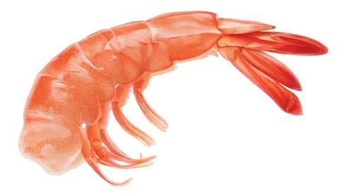 Shrimp isolated Stock Photos