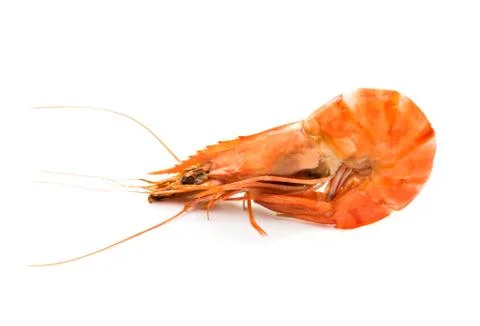 Shrimp isolated Stock Photos