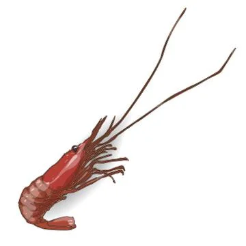 Shrimp isolated white background Stock Illustration