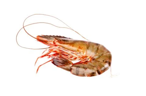 Shrimp in isolated on white background Stock Photos