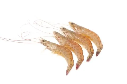 Shrimp isolated on white background Stock Photos