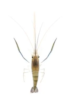 Shrimp isolated on white background Stock Photos