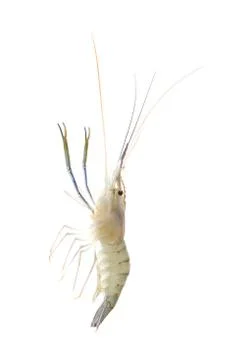 Shrimp isolated on white background Stock Photos