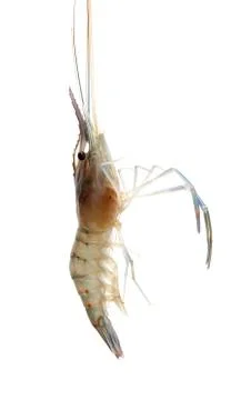 Shrimp isolated on white background Stock Photos