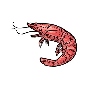 Shrimp isolated on white background. Vector black vintage engraving Stock Illustration