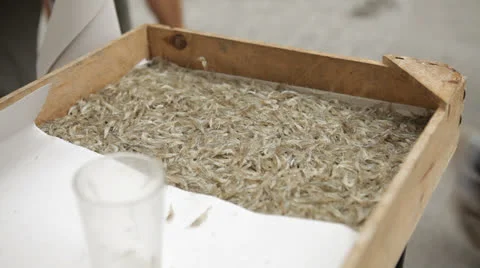 Shrimp jumping Stock Footage 22794828