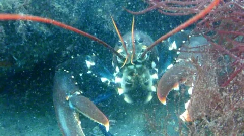 Shrimp &amp; lobster Stock Footage 48531193