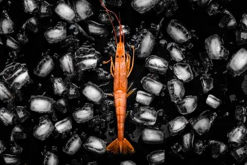 Shrimp in the middle surrounded by chunks of ice on a black background Stock Photos