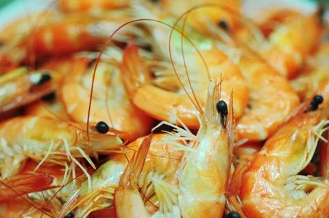Shrimp Stock Photos