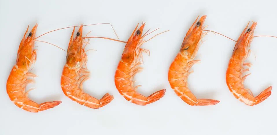 Shrimp Foto stock