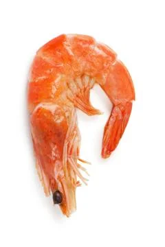 Shrimp Stock Photos