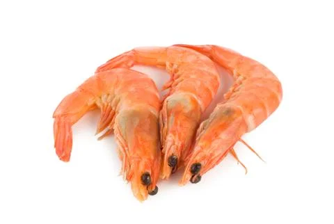 Shrimp Stock Photos