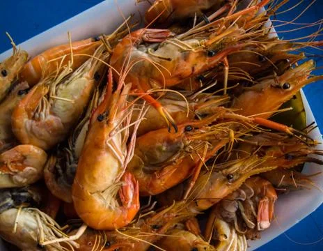 Shrimp Stock Photos