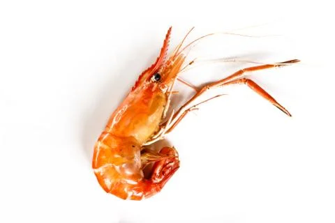 Shrimp Stock Photos
