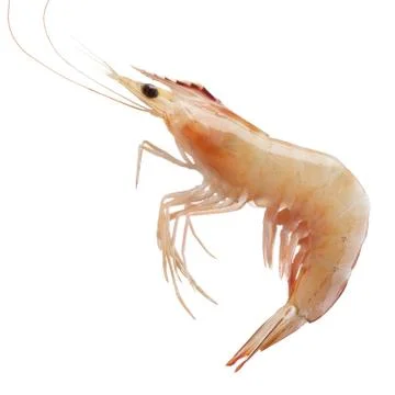 Shrimp Stock Photos