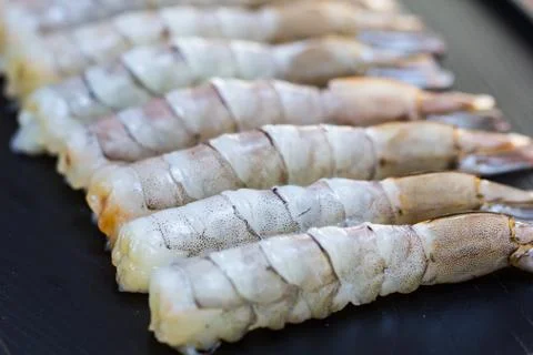 Shrimp Stock Photos
