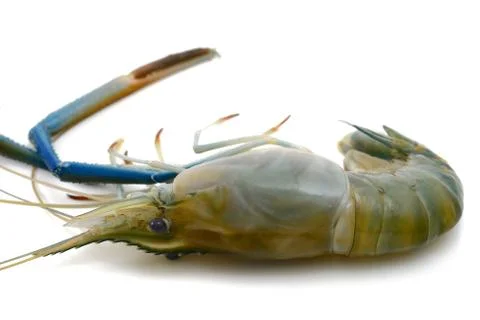 Shrimp Stock Photos