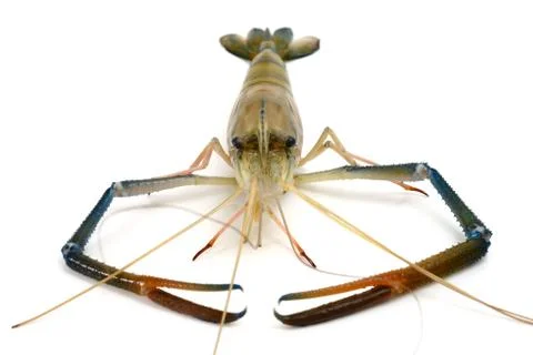 Shrimp Stock Photos