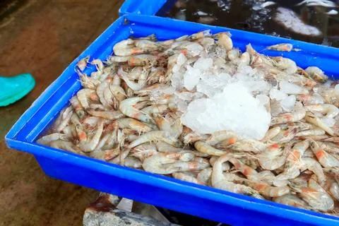 Shrimp Stock Photos