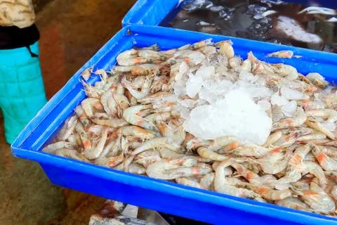 Shrimp Stock Photos