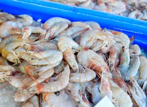 Shrimp Foto stock