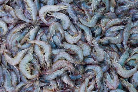 Shrimp Stock Photos