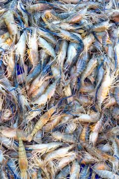 Shrimp Stock Photos
