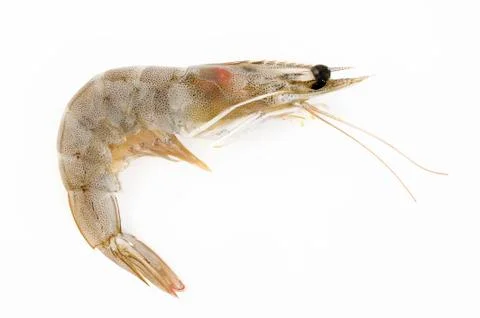 Shrimp Foto stock